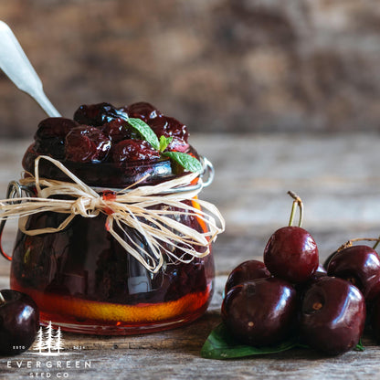Black Cherry Tree Seeds – (Prunus serotina)