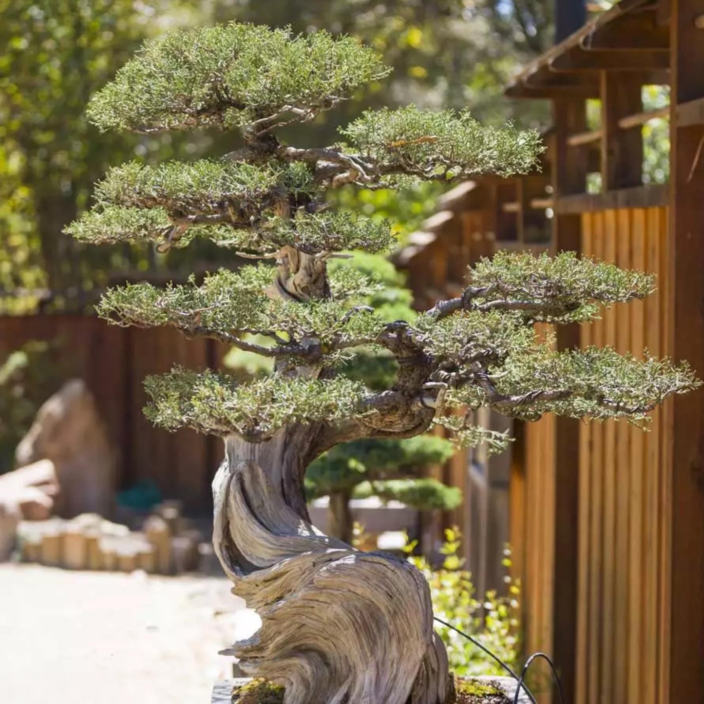 Eastern Red Cedar Tree Seeds-(Juniperus Virginiana)