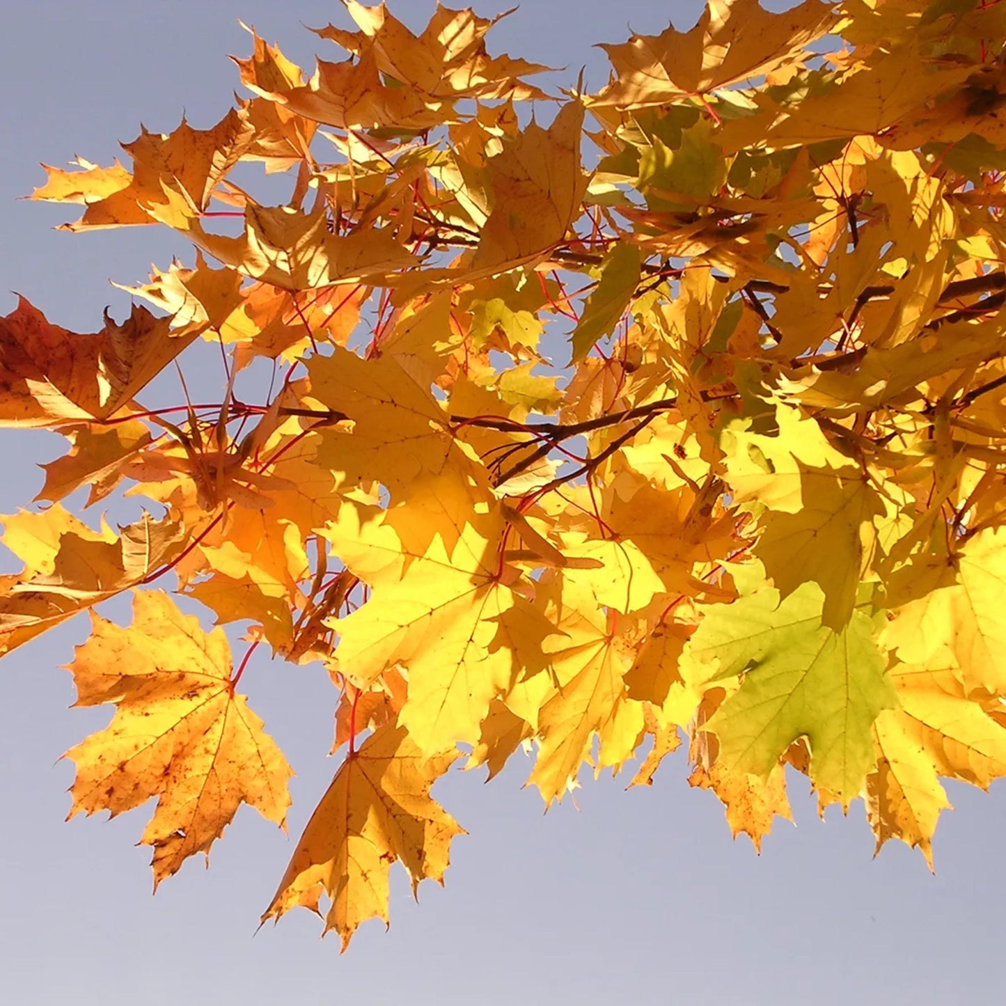 Box Elder Tree Seeds-(Acer negundo)