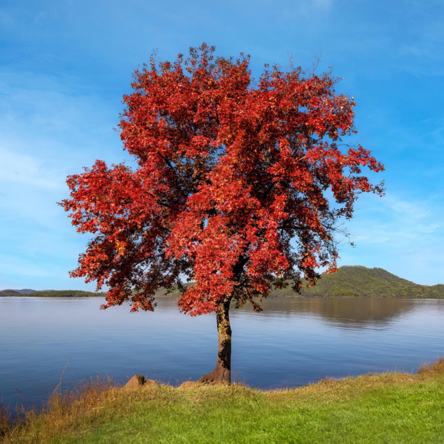 Trident Maple Tree Seeds (Acer buergerianum)