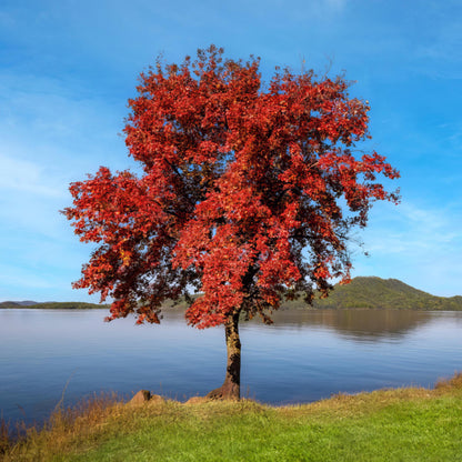 Trident Maple Tree Seeds (Acer buergerianum)