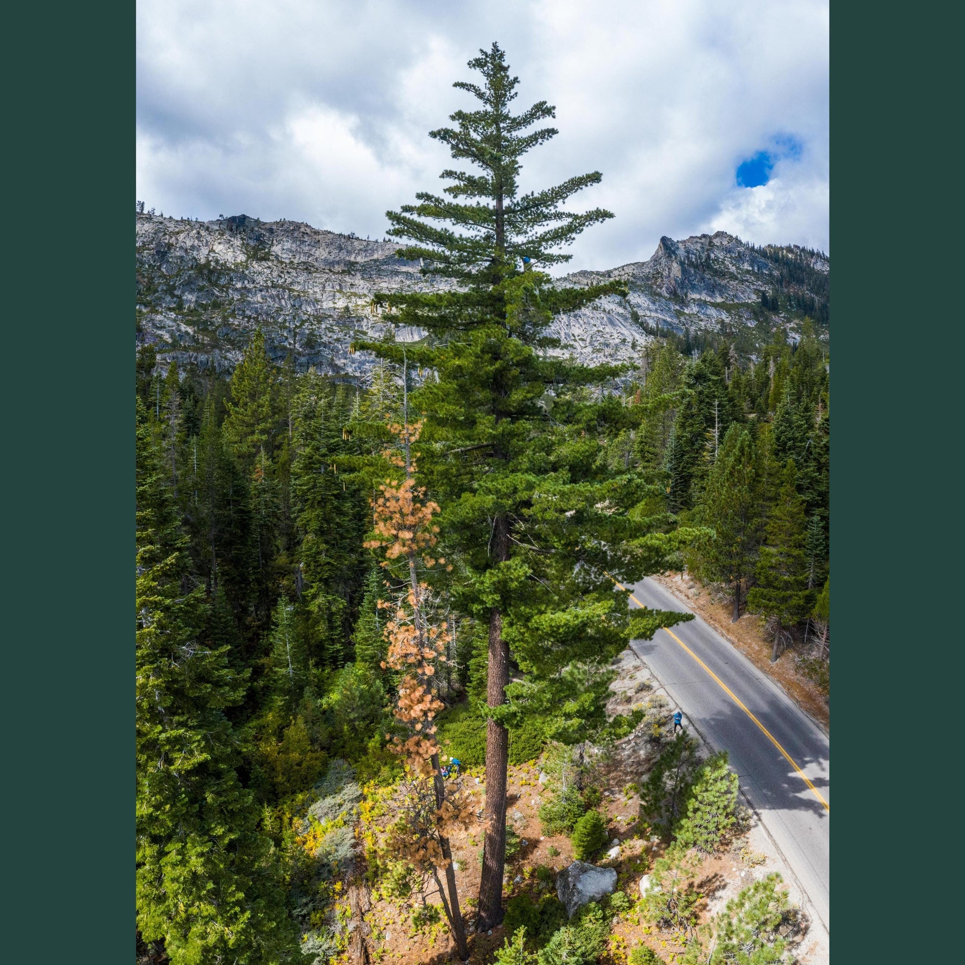 Tall pine tree in a forest with a road and mountains in the background.