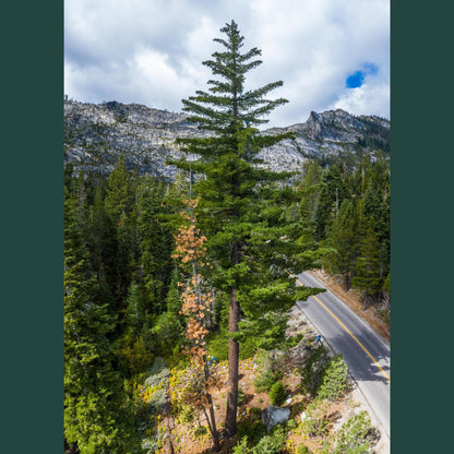 Tall pine tree in a forest with a road and mountains in the background.