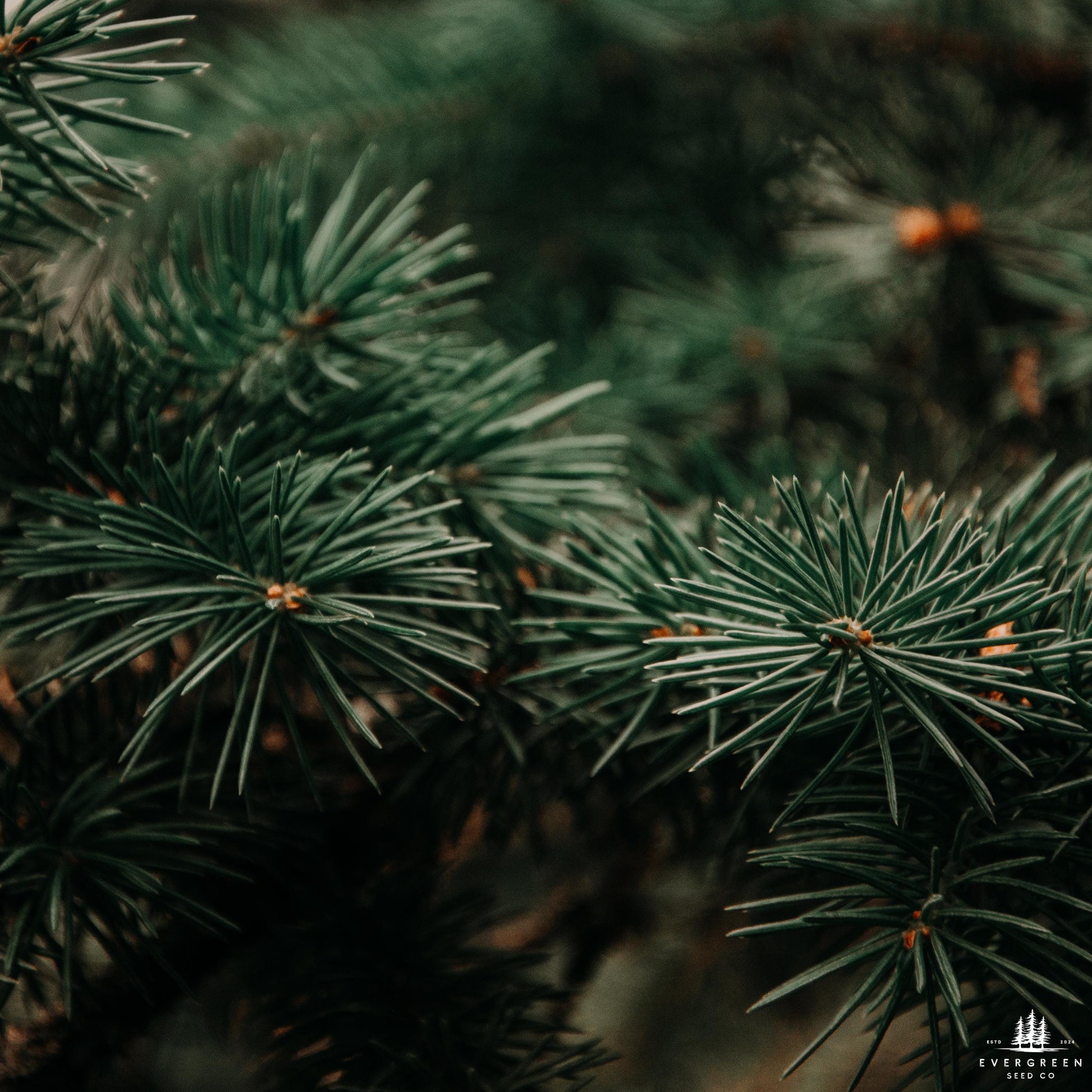 Close-up of pine tree branches