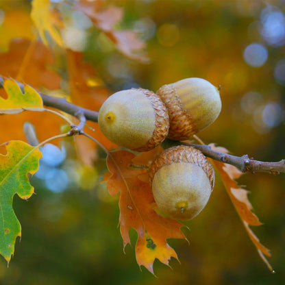 Northern Red Oak Tree Seeds (Quercus rubra)