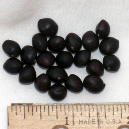 Eastern Hophornbeam Tree Seeds (Ostrya virginiana)