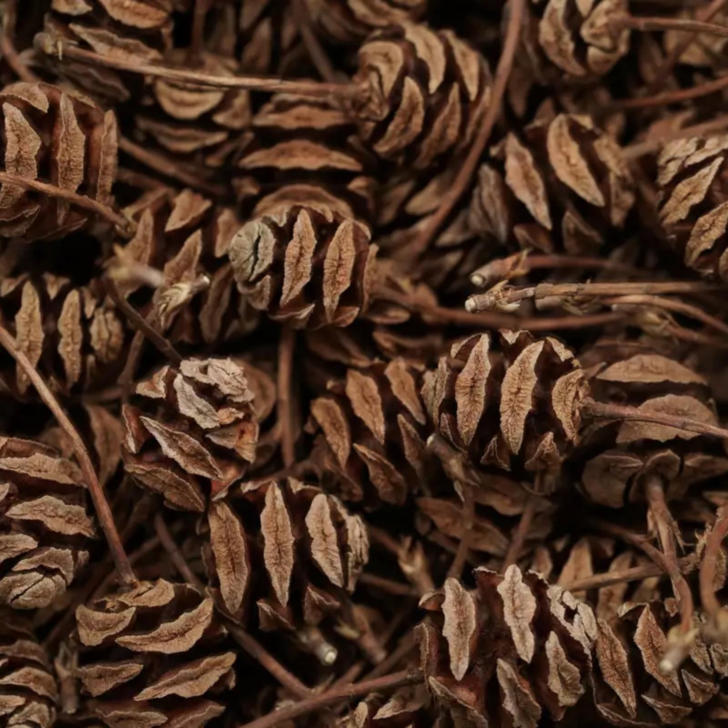 Dawn Redwood Tree Seeds-(Metasequoia glyptostroboides)