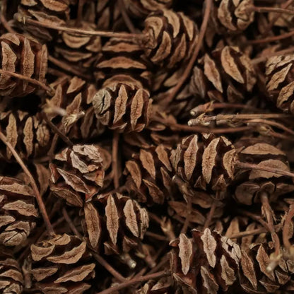 Dawn Redwood Tree Seeds-(Metasequoia glyptostroboides)