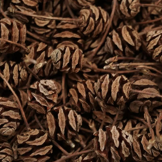Dawn Redwood Tree Seeds-(Metasequoia glyptostroboides)