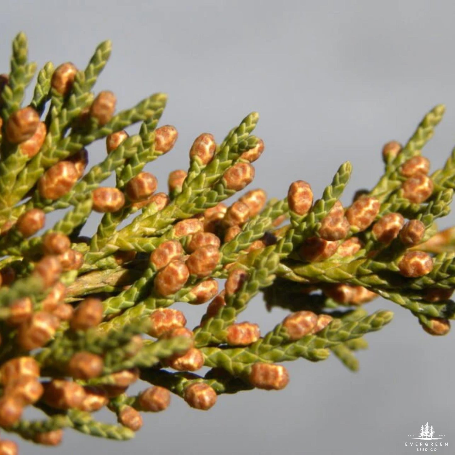 Eastern Red Cedar Tree Seeds-(Juniperus Virginiana)