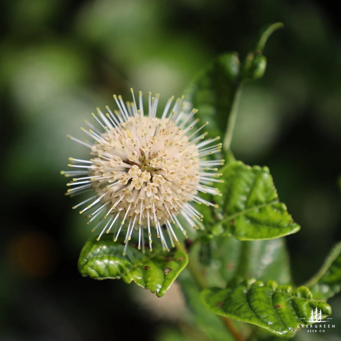 Buttonbush Seeds | Cephalanthus Occidentalis | Pollinator-Friendly Shrub for Wetlands & Landscaping