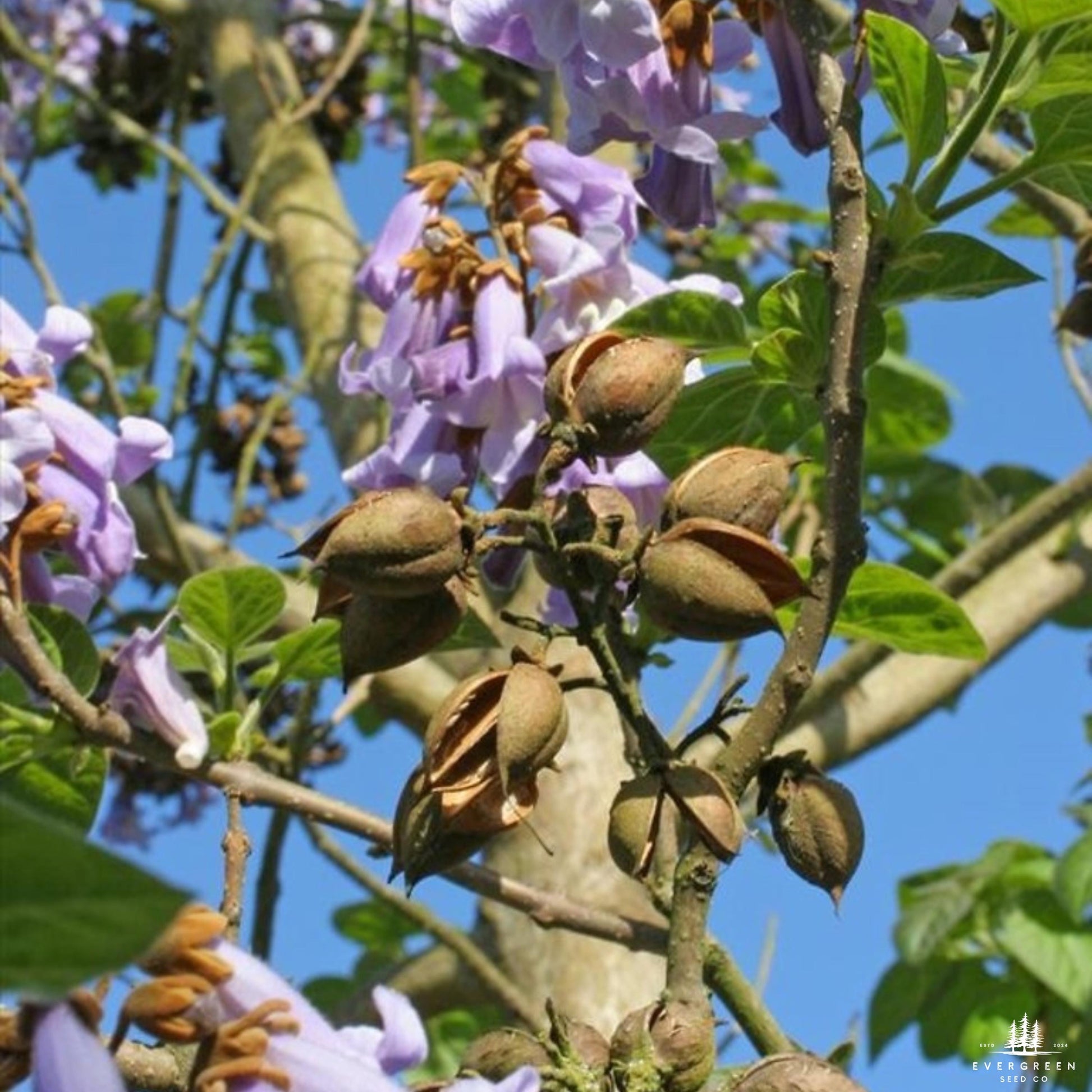 planting royal empress tree seeds Empress Tree Seeds