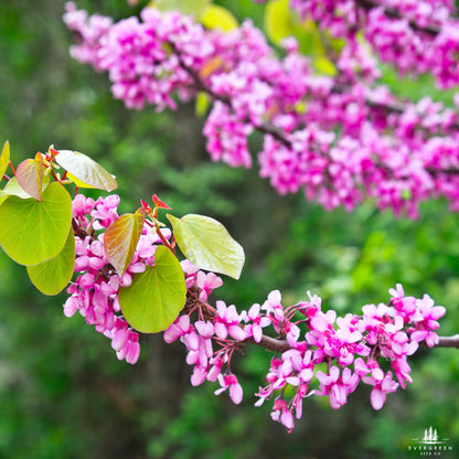 Judas Tree Seeds (Cercis siliquastrum)