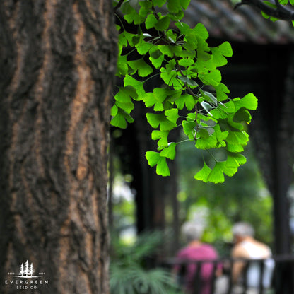 Maiden Hair Tree Seeds-(Ginkgo Biloba)