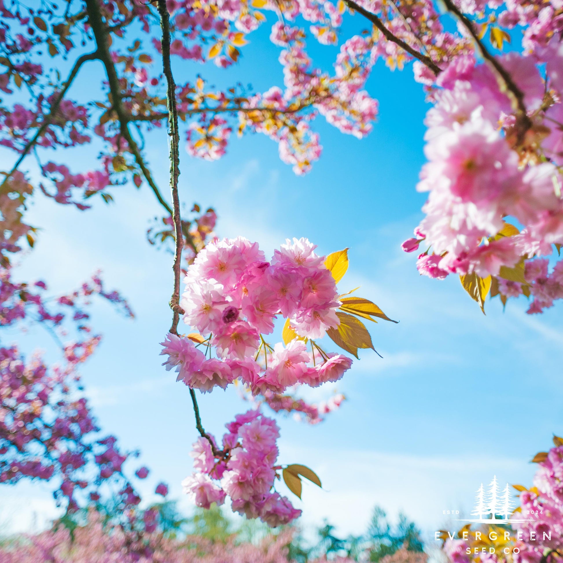 planting cherry blossom seeds Japanese Hill Cherry Tree Seeds