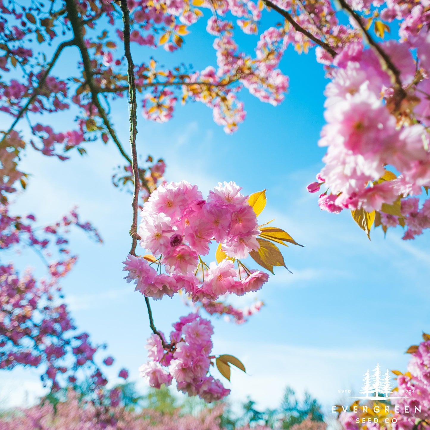 Japanese Hill Cherry Tree Seeds (Prunus serrulata)