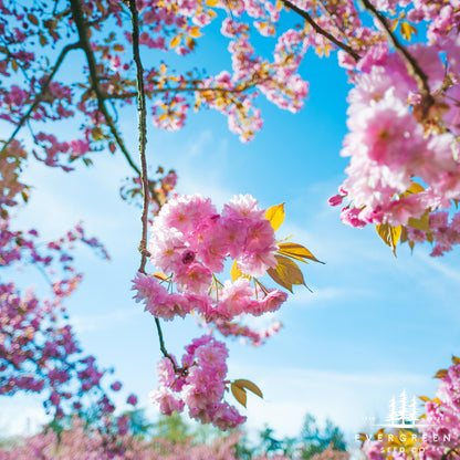 Japanese Hill Cherry Tree Seeds (Prunus serrulata)