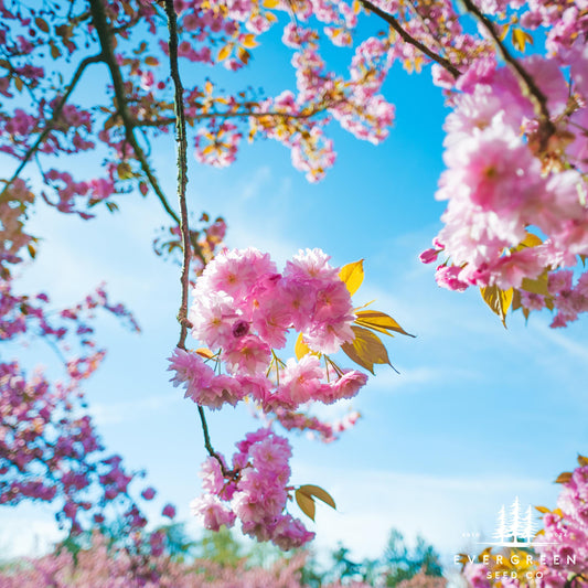 Japanese Hill Cherry Tree Seeds (Prunus serrulata)
