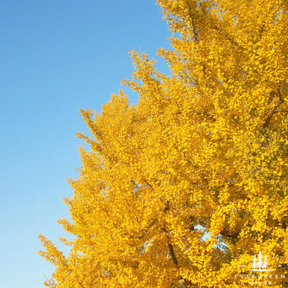 Maiden Hair Tree Seeds-(Ginkgo Biloba)