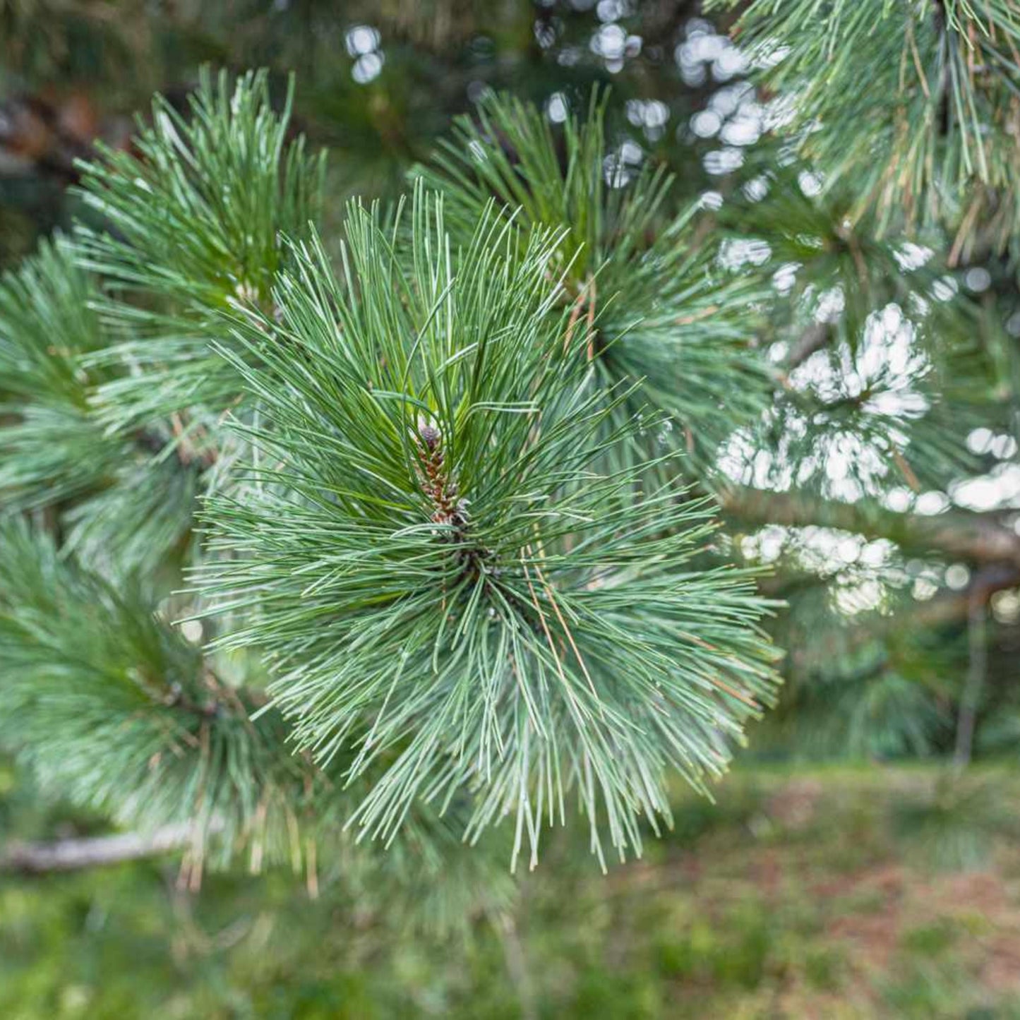 Austrian Pine Tree Seeds – (Pinus nigra)