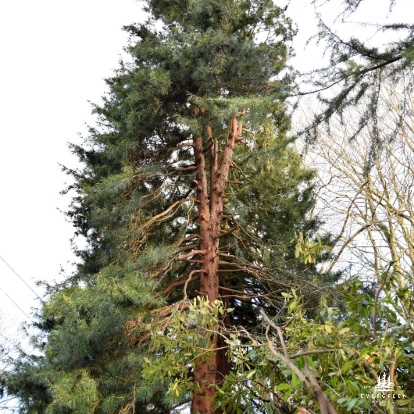 Japanese Umbrella Pine Seeds | Sciadopitys Verticillata | Rare Evergreen Conifer for Ornamental Landscaping