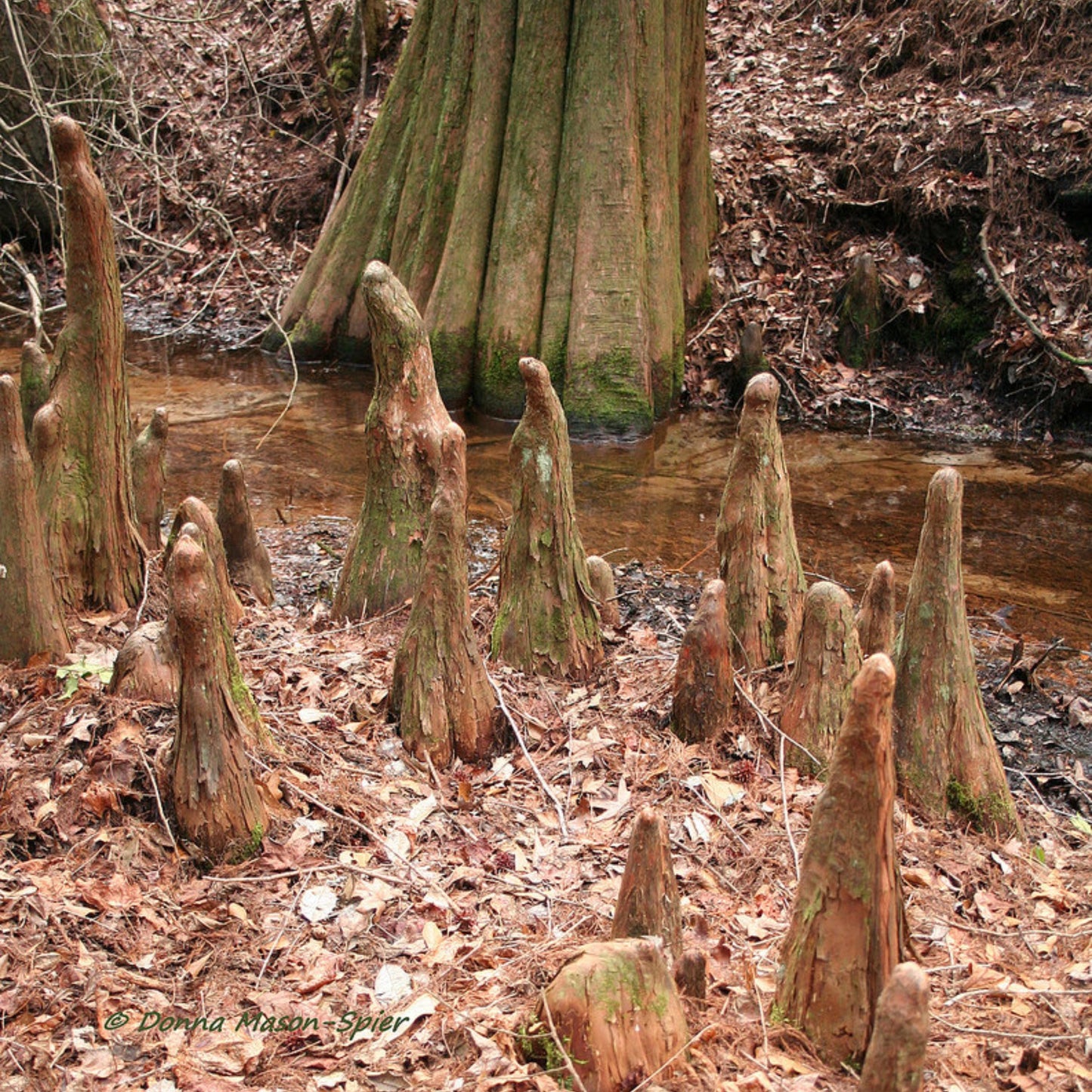 Bald Cypress Tree Seeds -(Taxodium distichum)
