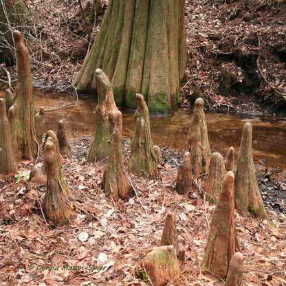 Bald Cypress Tree Seeds -(Taxodium distichum)