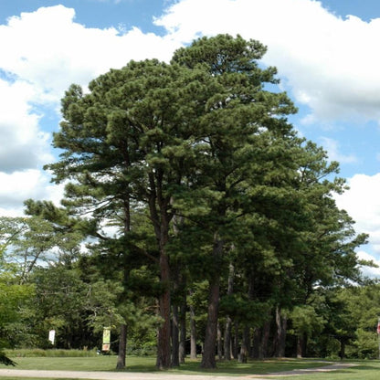 Austrian Pine Tree Seeds – (Pinus nigra)
