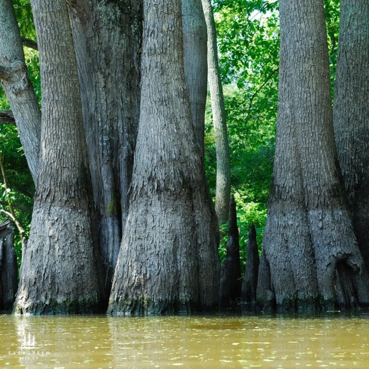 Tupelo Rtree Water Tupelo Tree Seeds — Nyssa aquatica | Native Wetland Tree ...
