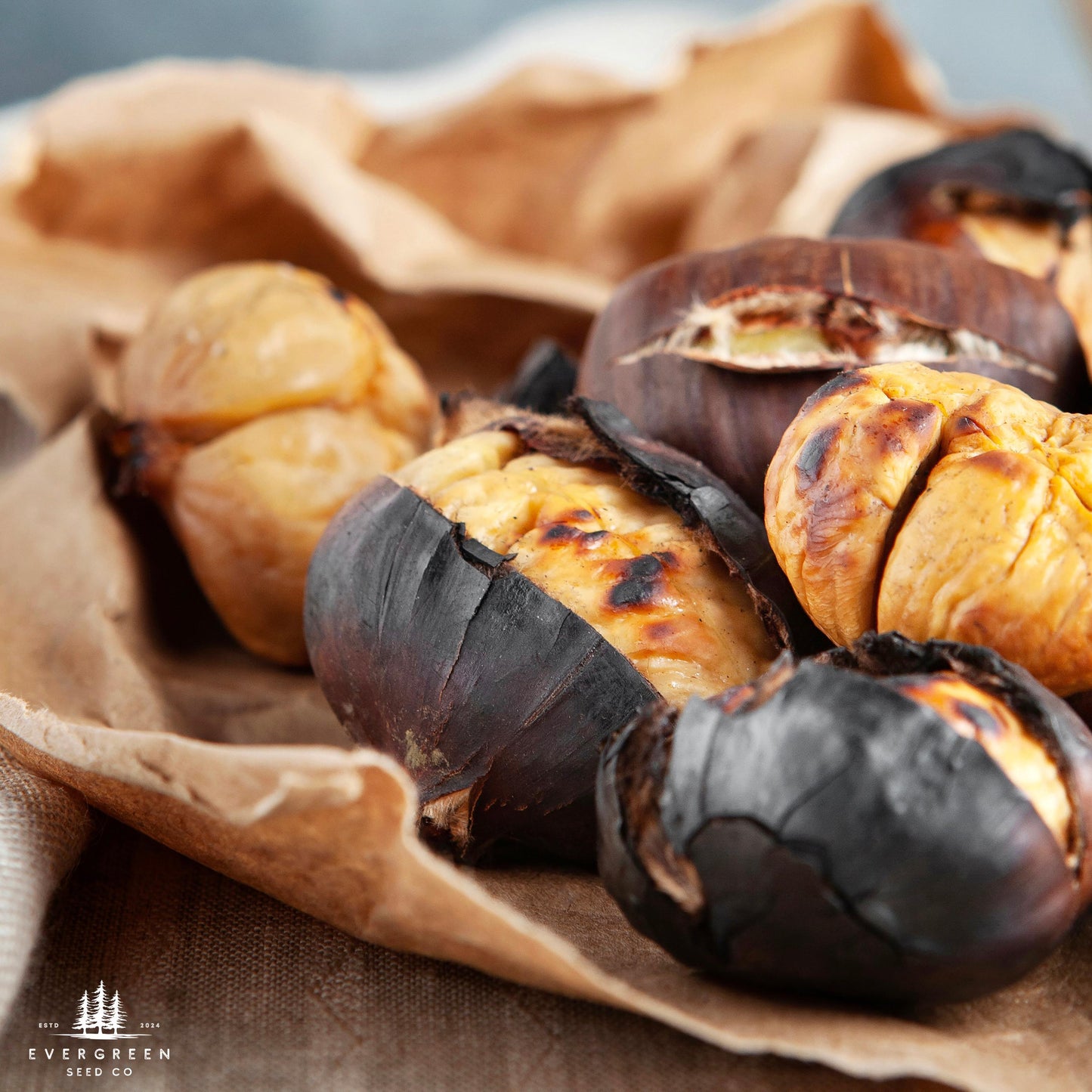 Dunstan Chestnut Tree Seeds (Castanea dentata hybrid)