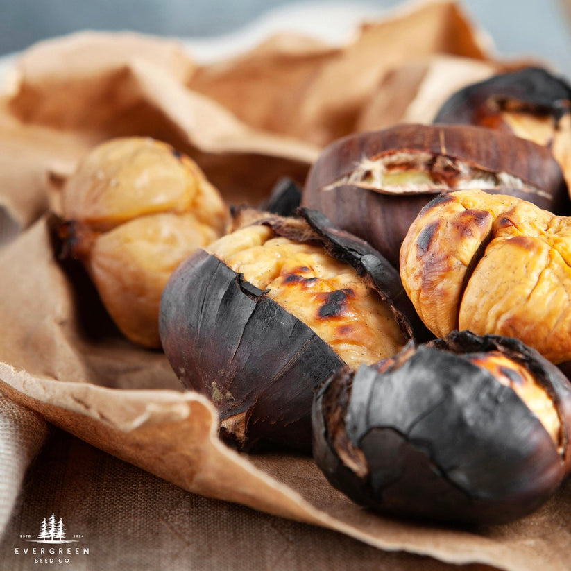 Dunstan Chestnut Tree Seeds | Blight-Resistant Hybrid – Evergreen Seed Co.