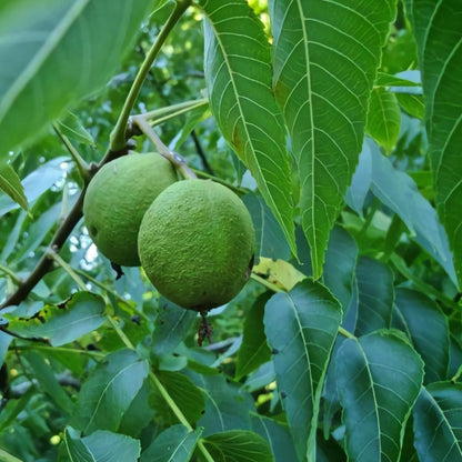Butternut Tree Seeds-(Juglans cinerea)