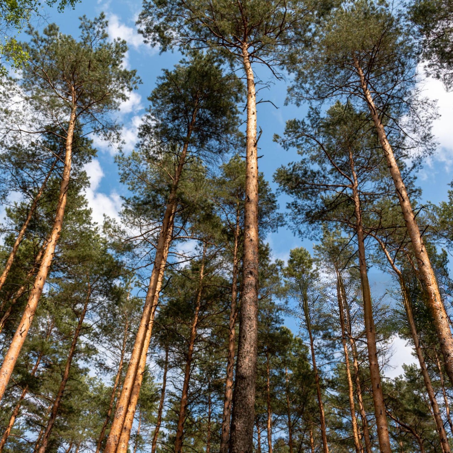 Scotch Pine Tree Seeds (Pinus sylvestris)