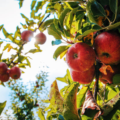 Honeycrisp Apple Tree Seeds-(Malus domestica)