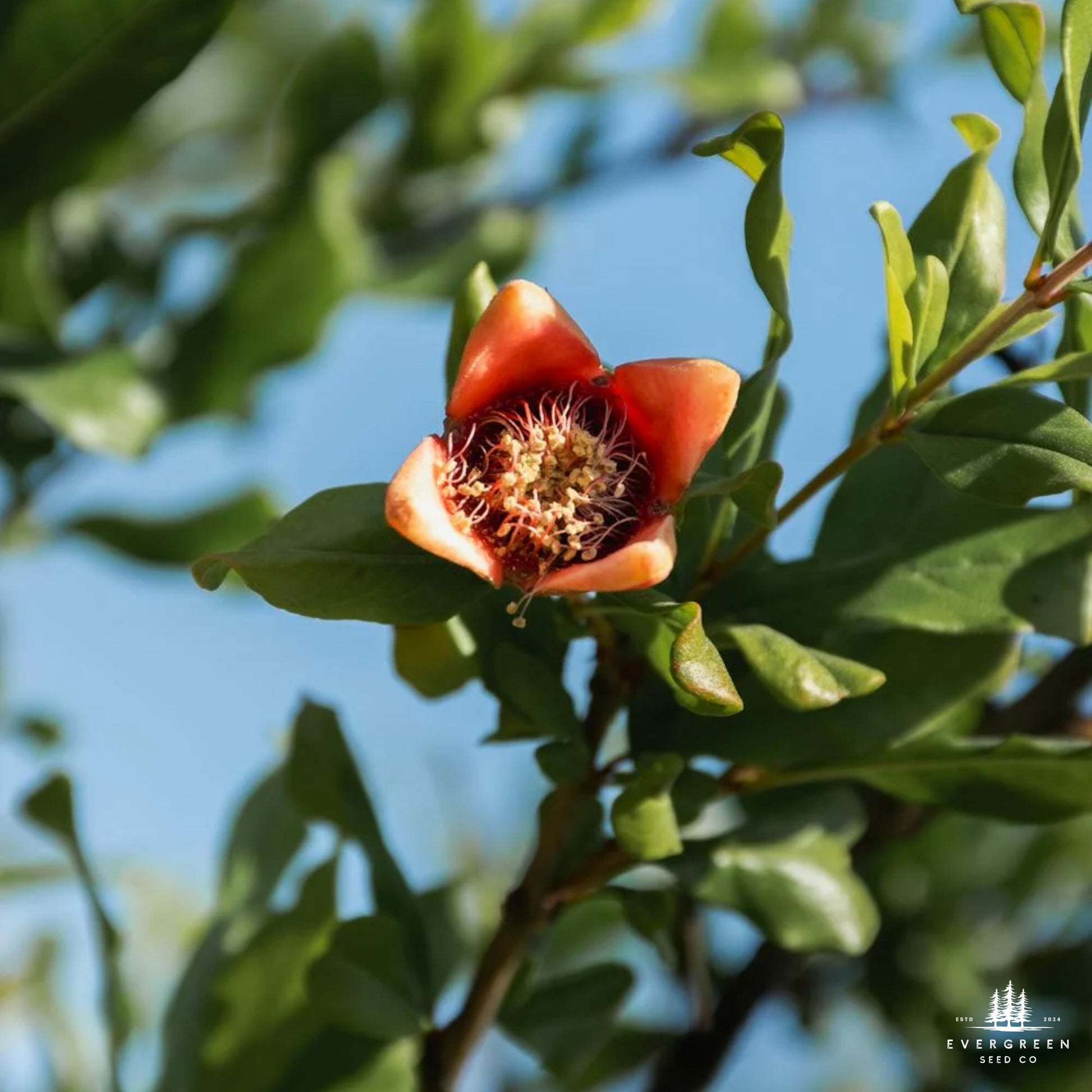 Pomegranate flower on a tree with a clear blue sky background.
