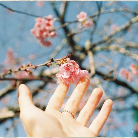 Japanese Mountain Cherry Tree 'Spontanea'-(Prunus serrulata 'Spontanea')