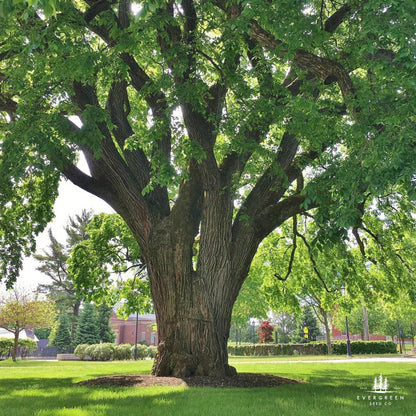 American Elm Tree Seeds (Ulmus americana ‘Princeton’)