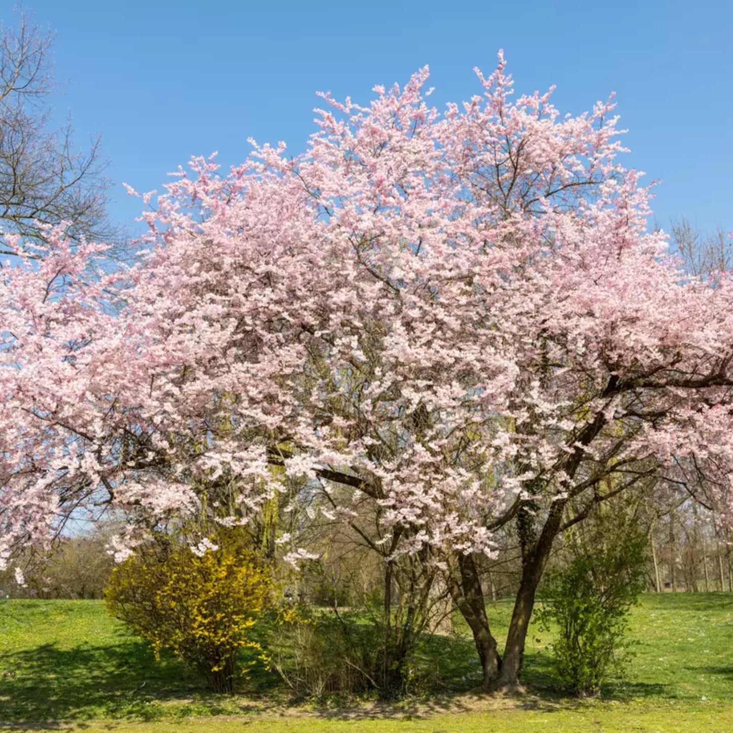 Japanese Hill Cherry Tree Seeds (Prunus serrulata)
