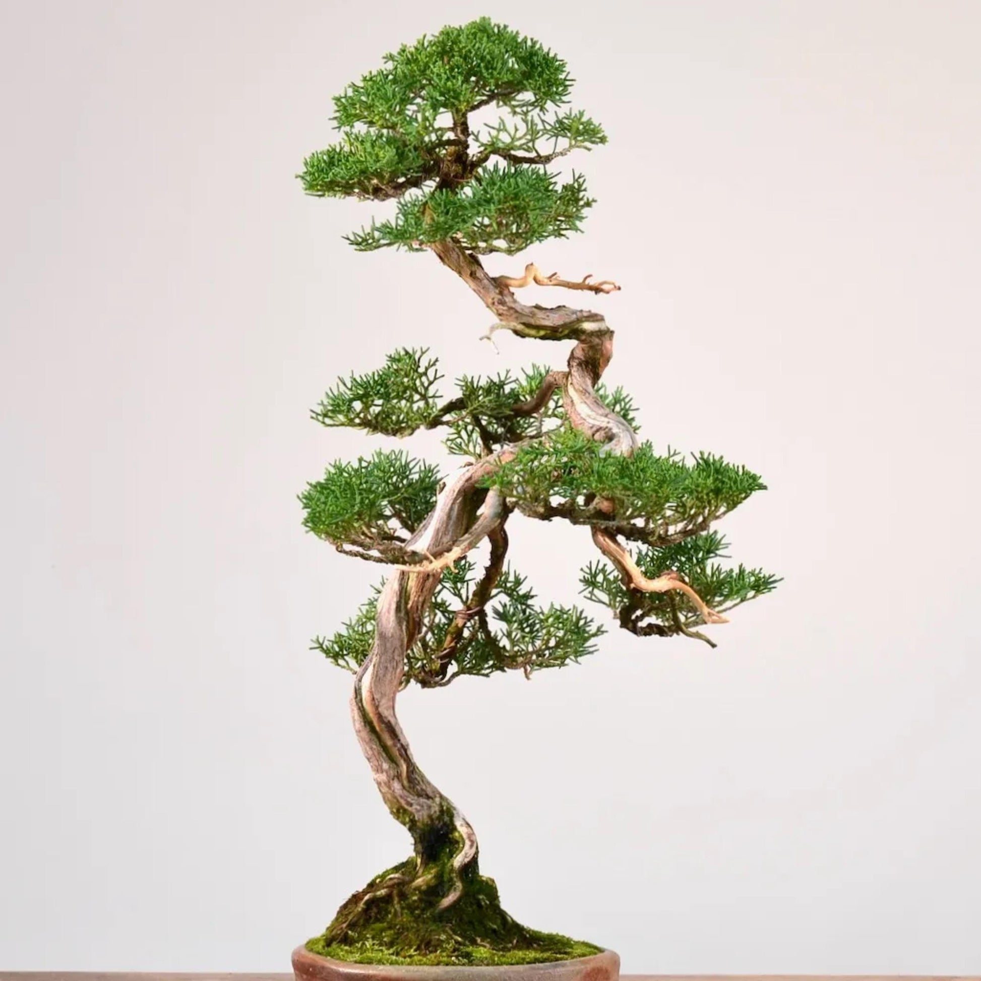 juniper bonsai tree seeds Oneseed Juniper Seeds (Juniperus monosperma)