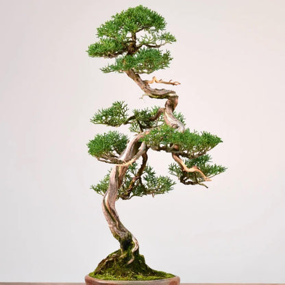 Oneseed Juniper Tree Seeds-(Juniperus monosperma)