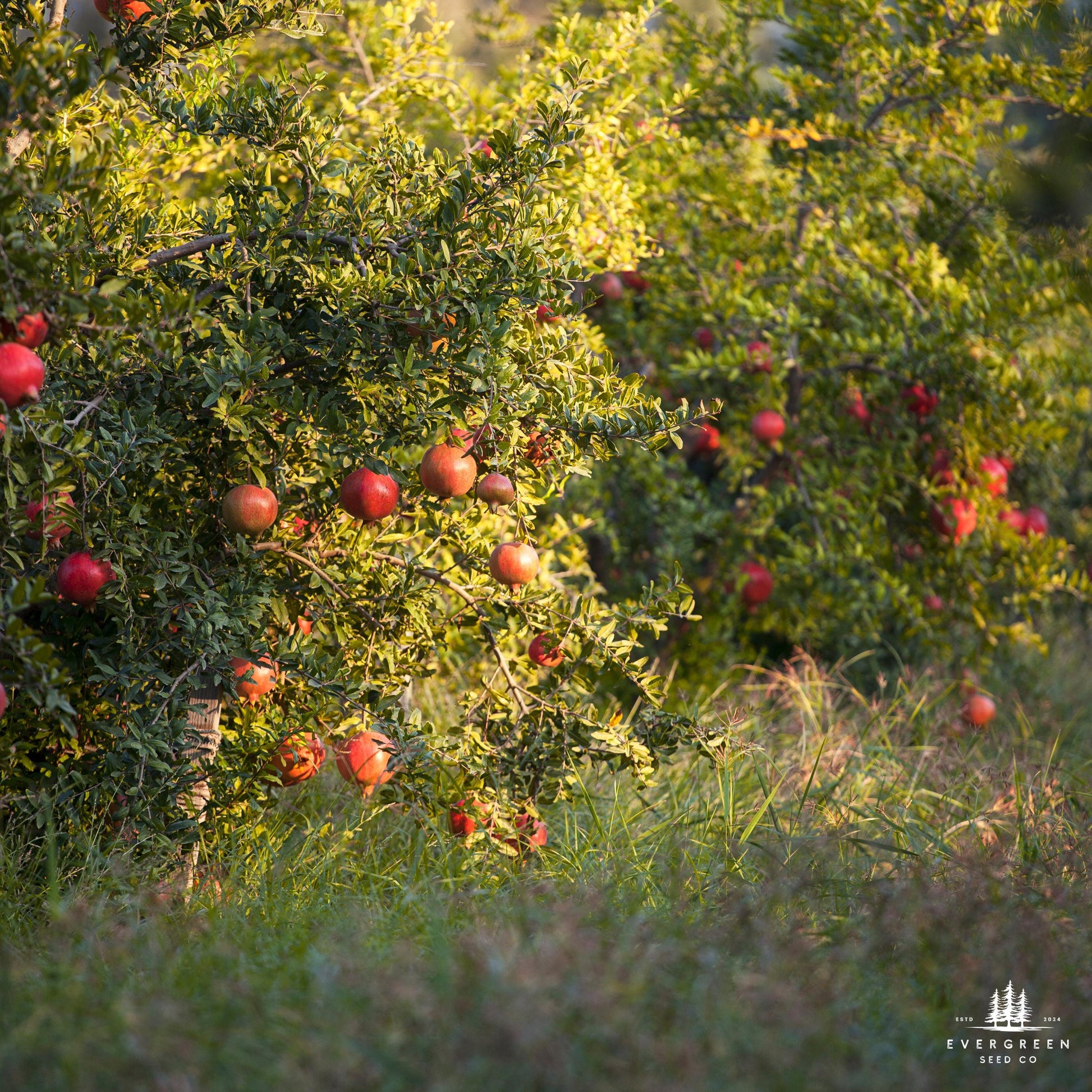 Red pomegranates growing on a tree with green leaves.