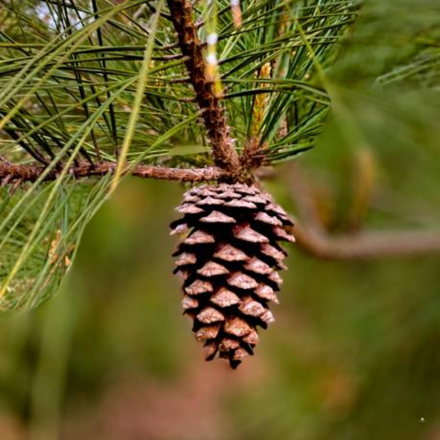 Improved Loblolly Pine Tree Seeds - (Pinus taeda)