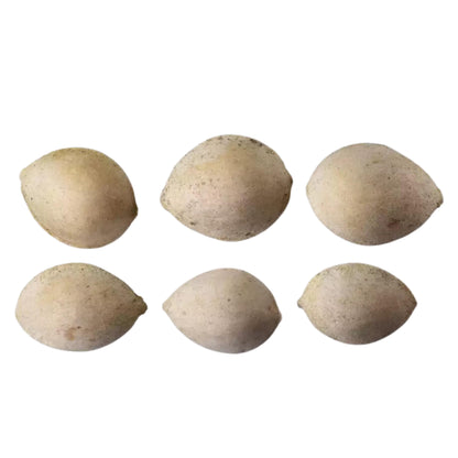 Maiden Hair Tree Seeds-(Ginkgo Biloba)