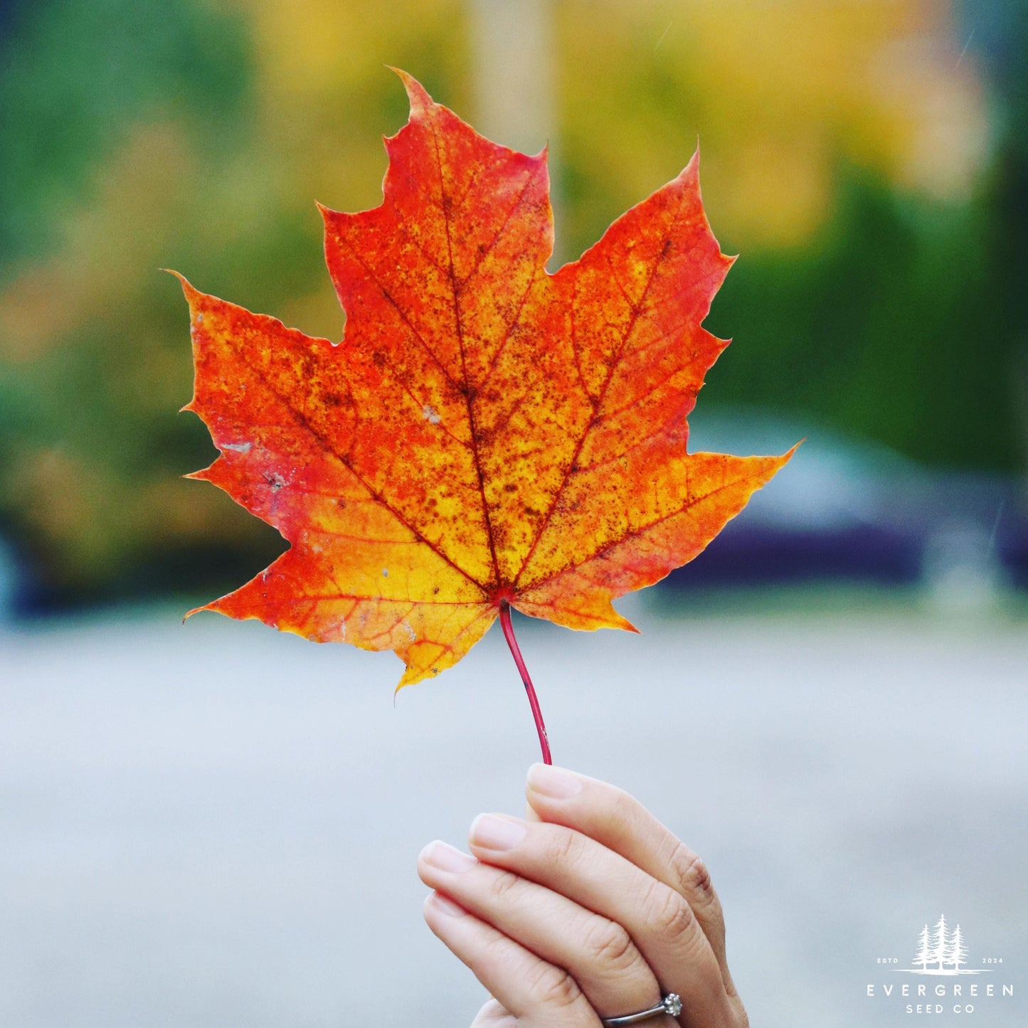 Red Maple -(Acer rubrum)