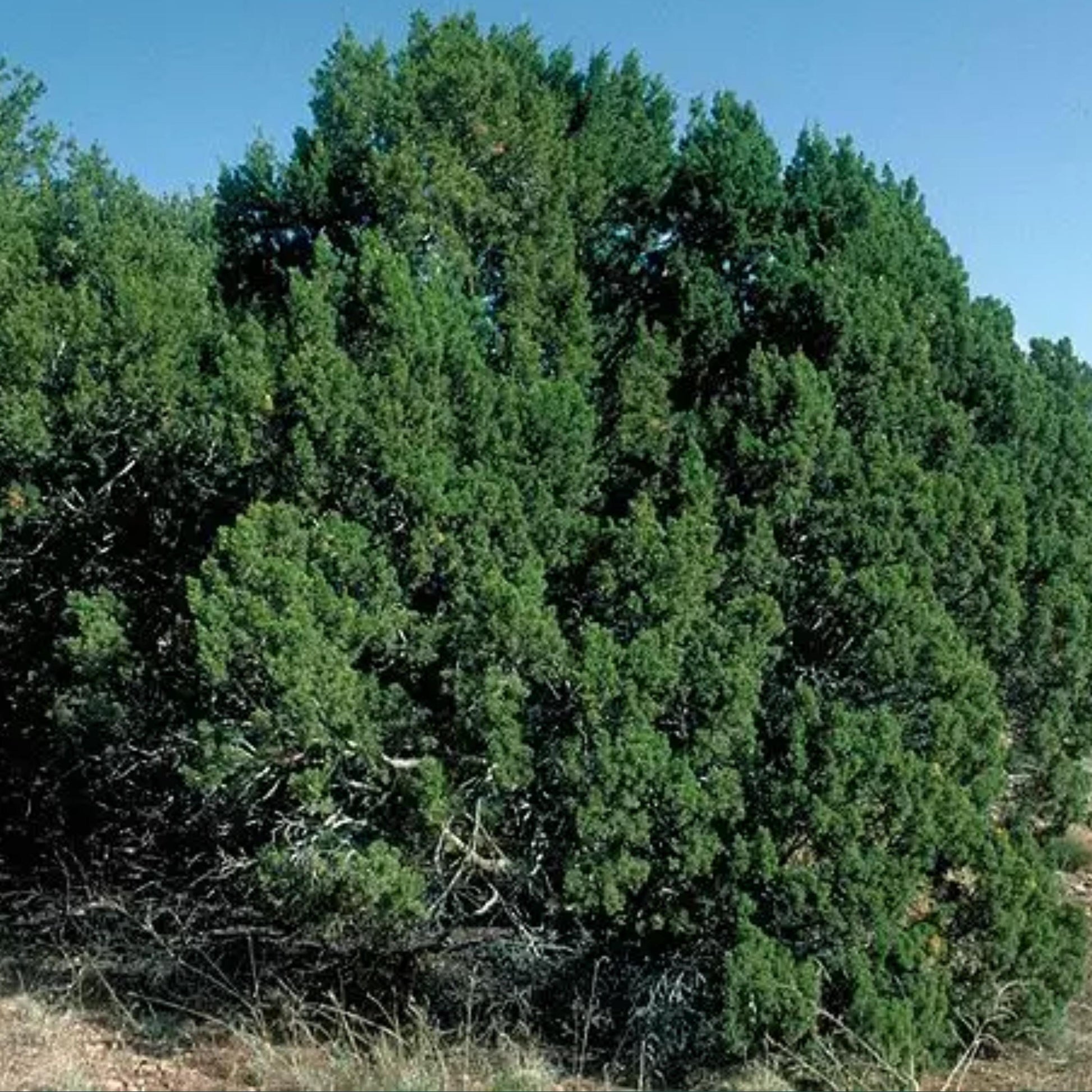 planting juniper seeds Oneseed Juniper Seeds (Juniperus monosperma)