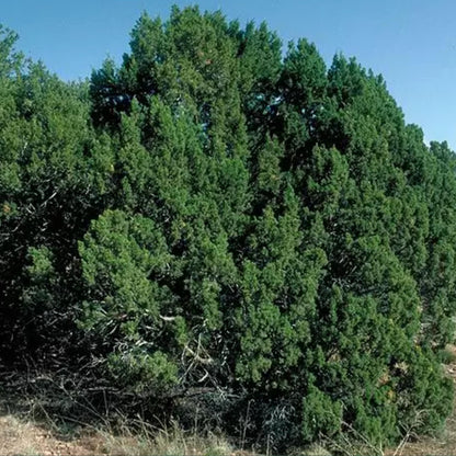 Oneseed Juniper Tree Seeds-(Juniperus monosperma)