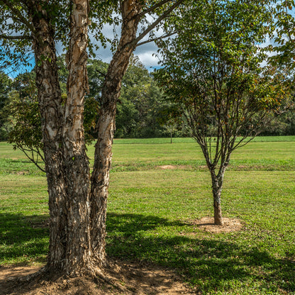 River Birch Tree Seeds-(Betula nigra)