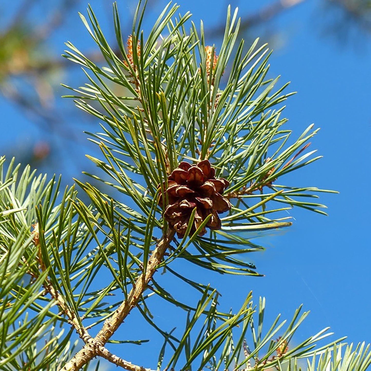 Scotch Pine Tree Seeds (Pinus sylvestris)