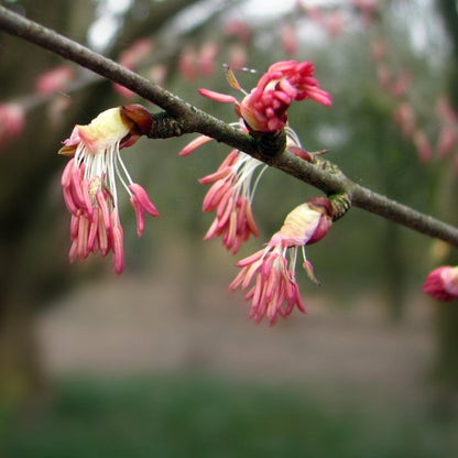 Katsura Tree Seeds-(Cercidiphyllum japonicum)