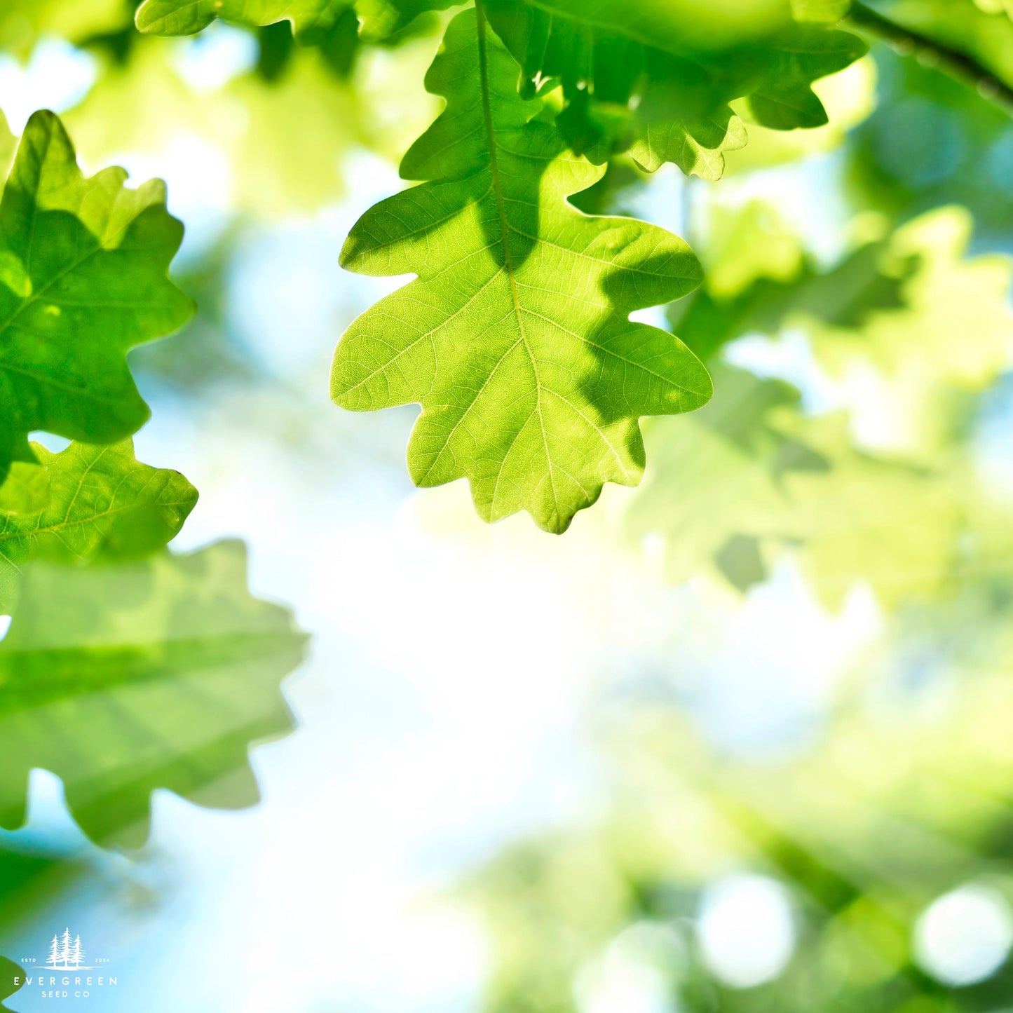 Northern Red Oak Tree Seeds (Quercus rubra)
